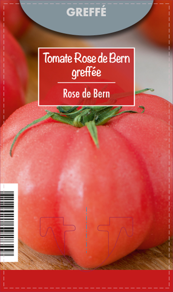 Tomate Rose de Bern Greffée