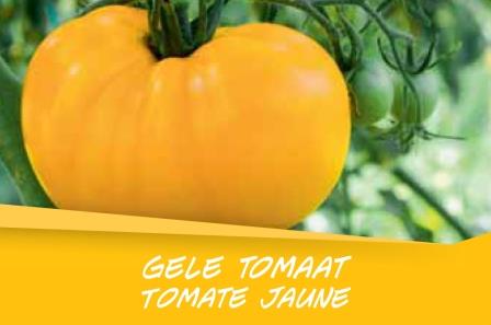 Tomate jaune barq. 6