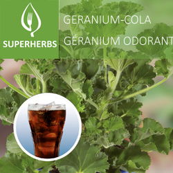 Géranium odorant cola pot 14