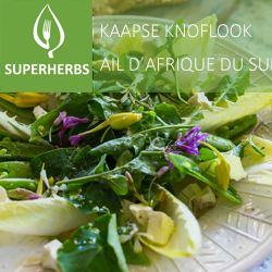 Ail d'Afrique de Sud pot 14