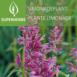 Plante limonade pot 14