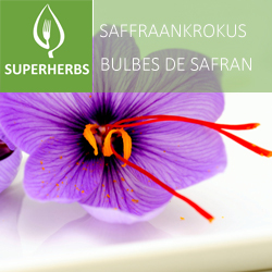 Safran pot 14