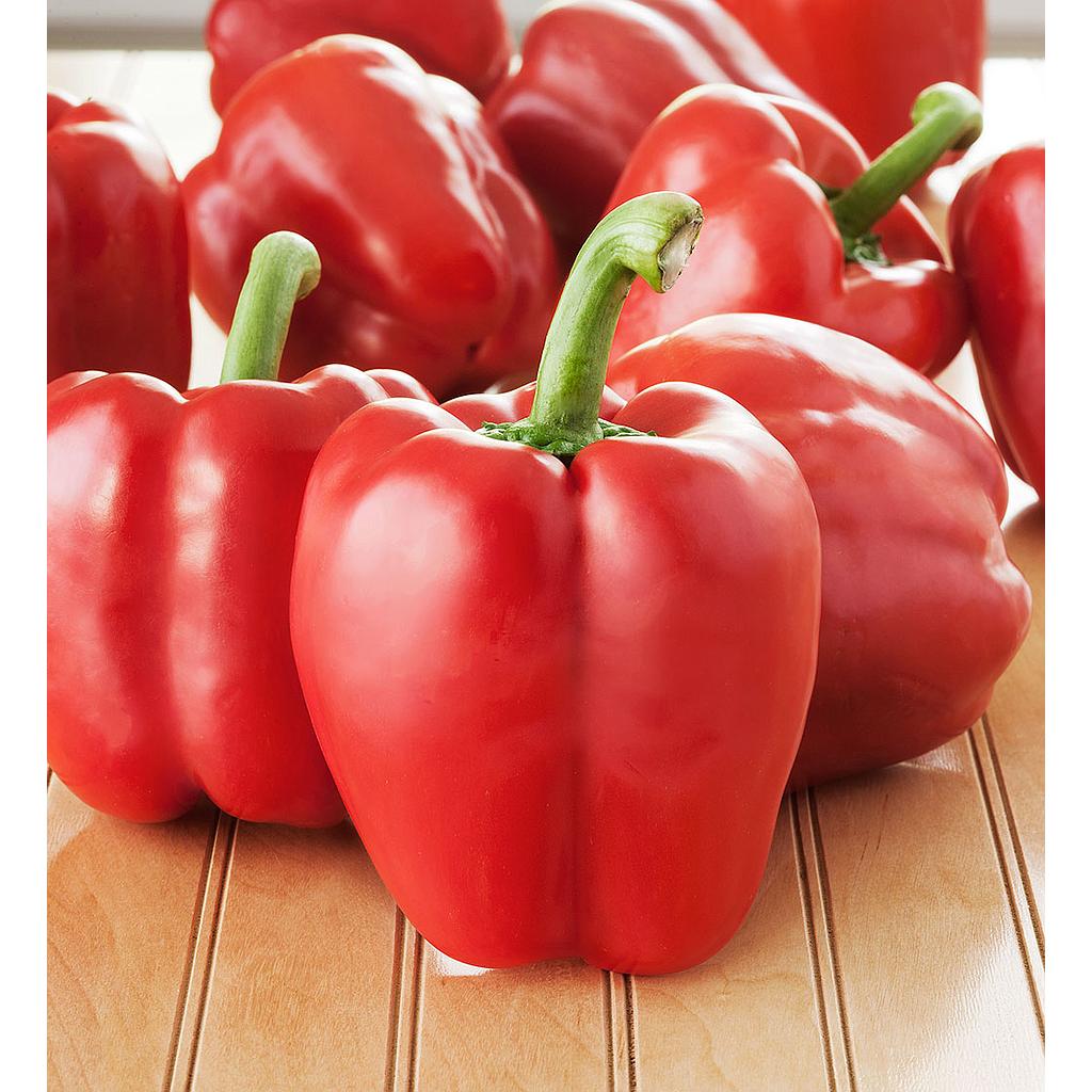 Poivron rouge pot 10,5