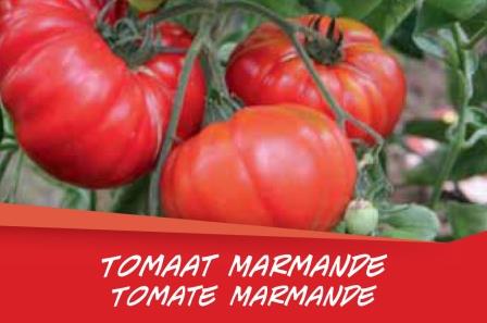 Tomate Marmande barq. 6