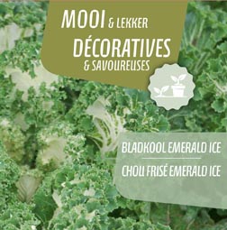 Chou Frisée Emerald Ice