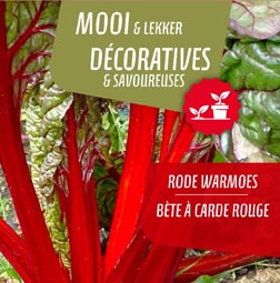 Bète à carde rouge pot 14