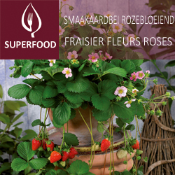 Fraisier fleurs roses 'Rosana F1'