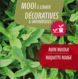 Roquette rouge pot 14