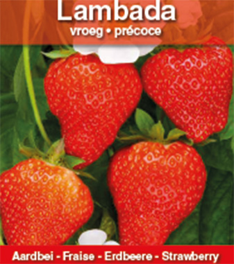 Fraise Lambada