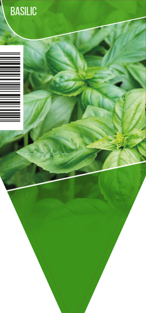 Basilic