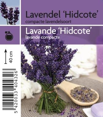 Lavande 'Hidcote'