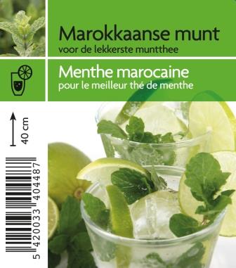 Menthe marocaine
