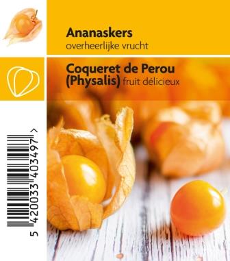 Coqueret de Pérou (Physalis peruvia