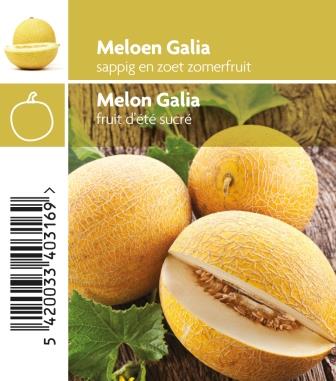 Melon Galia