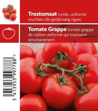 Tomates en grappes pot 10,5