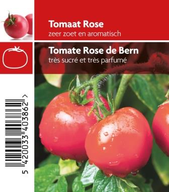 Tomate Rose de Bern pot 10,5