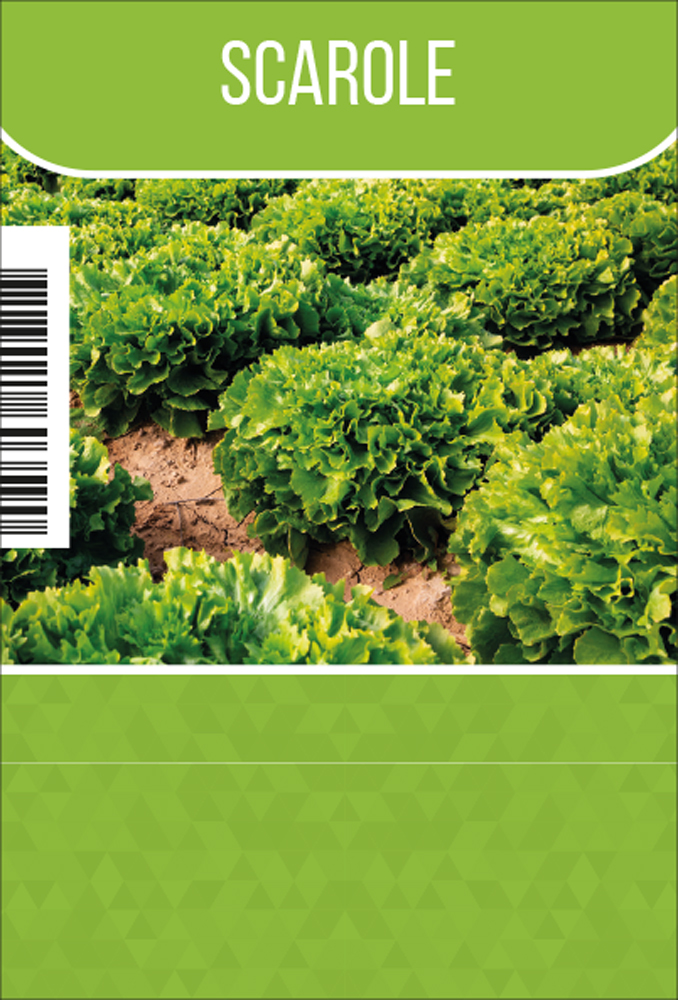 Chicorée scarole tray (8x6)