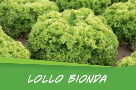 Lollo Bionda barq. 15