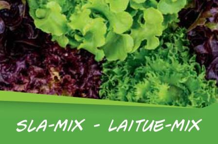 Laitue - mix barq. 15
