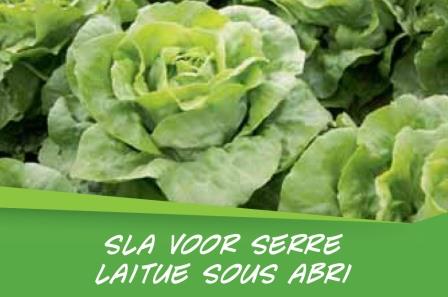 laitue sous serre par barq15