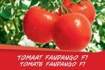 Tomate Fandango barq. 6