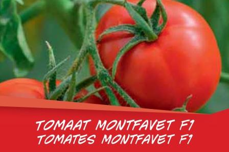Tomates Montfavet barq. 6