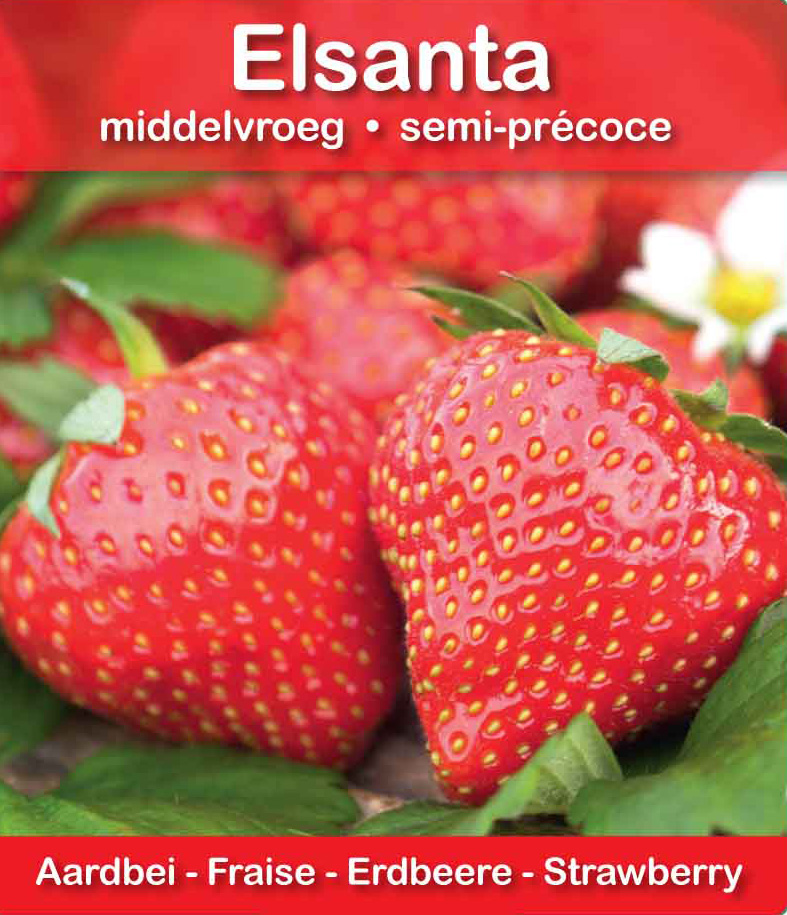 Fraise Elsanta pot 10,5