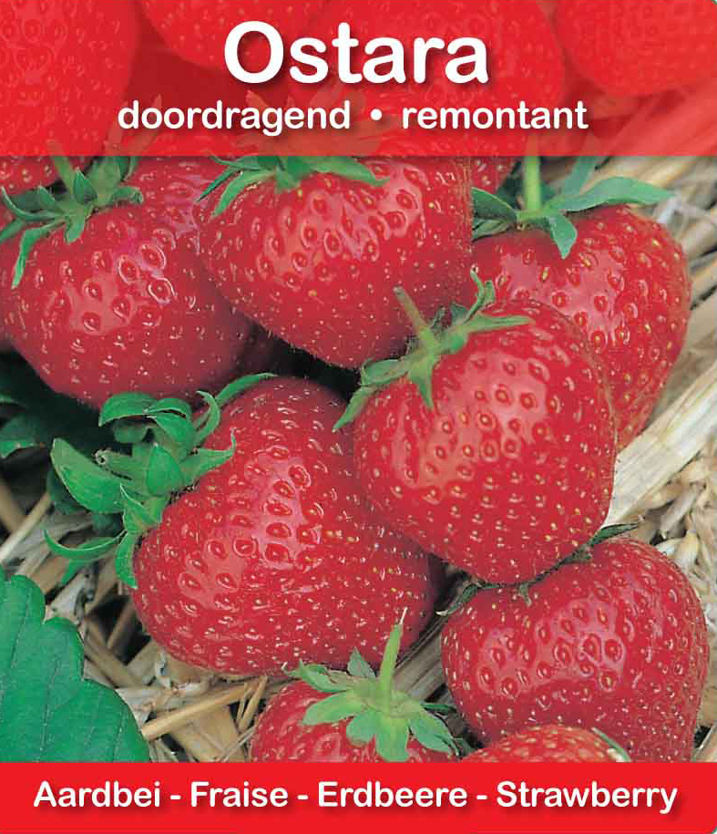 Fraise Ostara pot 10,5