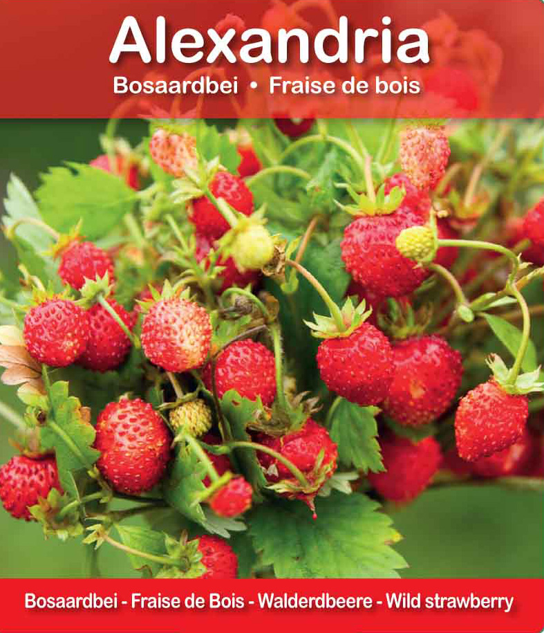 Fraise de Bois Alexandria pot 10,5