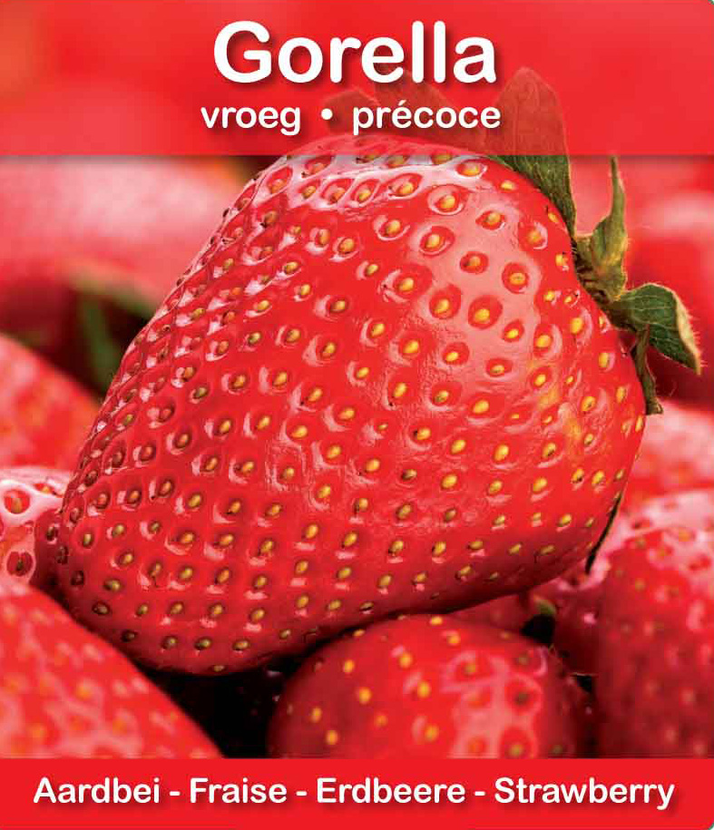 Fraise Gorella