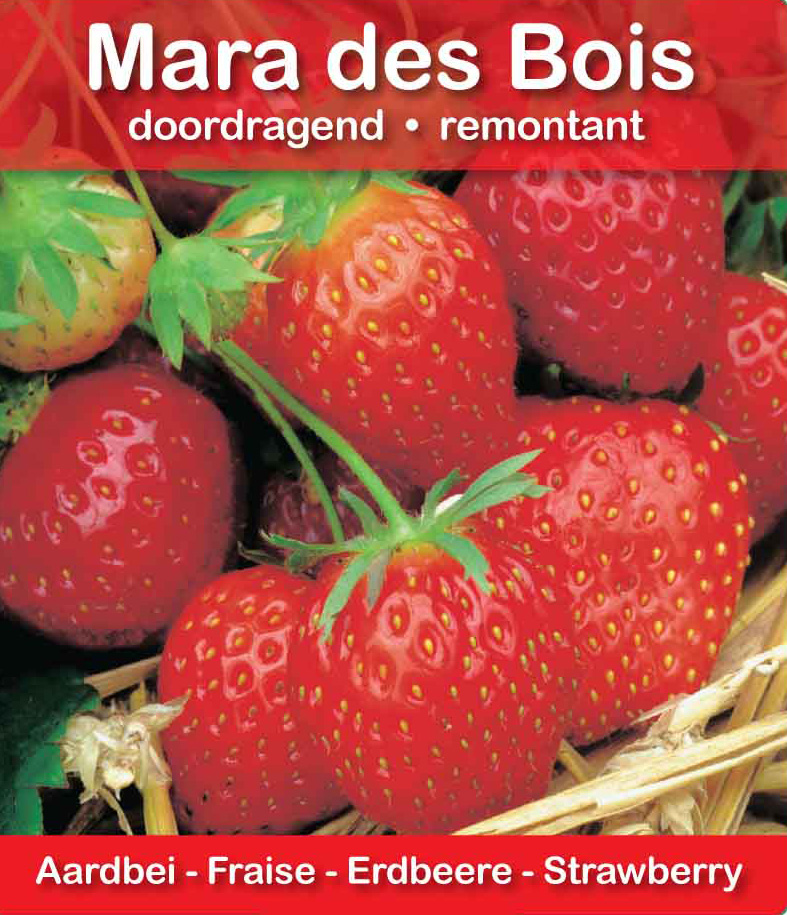 Fraise Mara des Bois