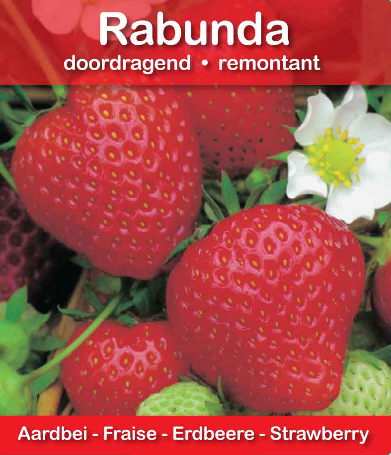 Fraise Rabunda