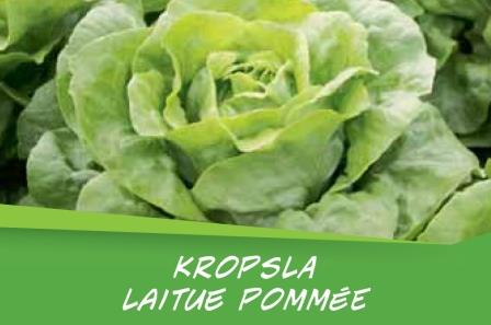 Laitue   barq. 15