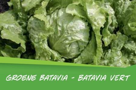 Batavia barq. 15