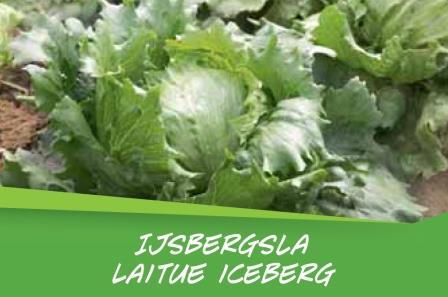 Laitue iceberg barq. 15