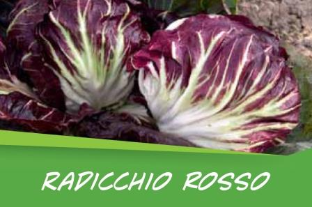Radicchio rosso  barq. 15