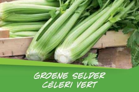 Céleri vert barq. 15