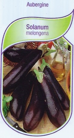 Aubergine pot 9X8X8