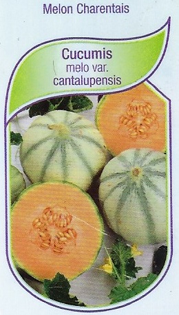 Melon Charentais pot 9X8X8