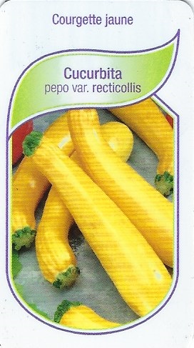 Courgette jaune pot 9X8X8