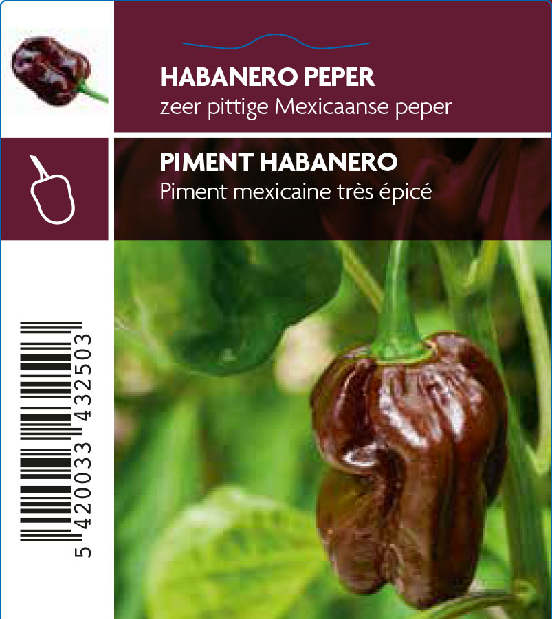 Piment Habanero Hot Chocolat