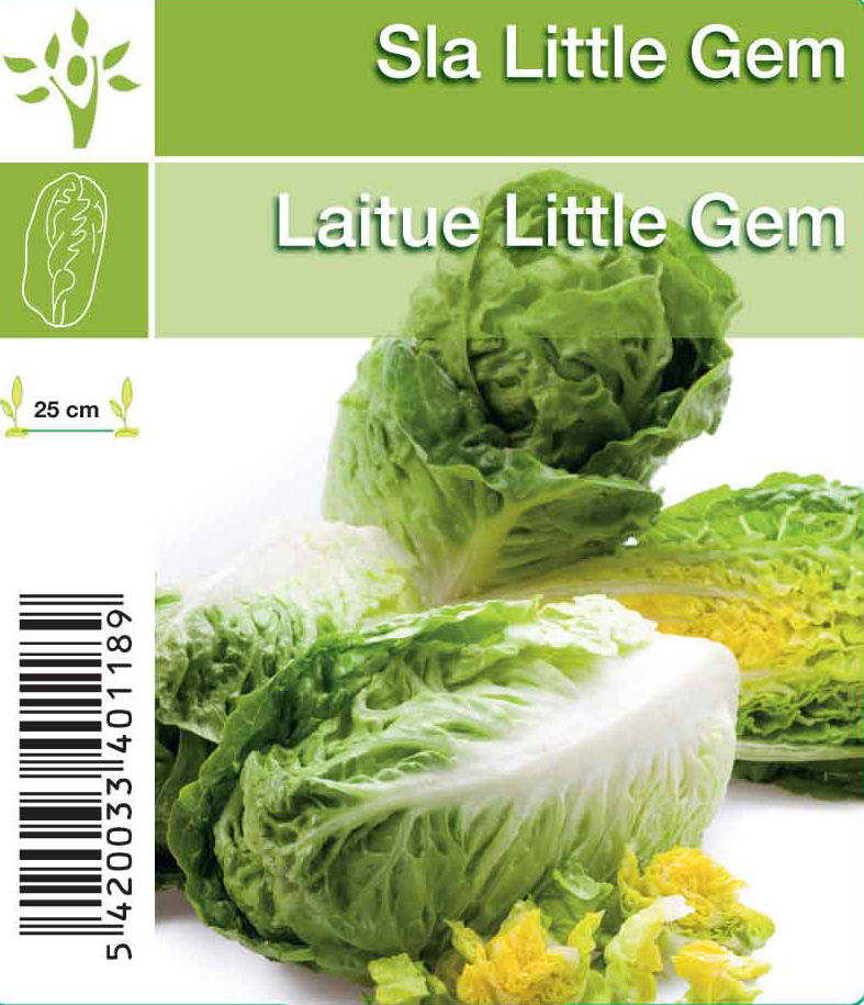 Little Gem laitue romaine