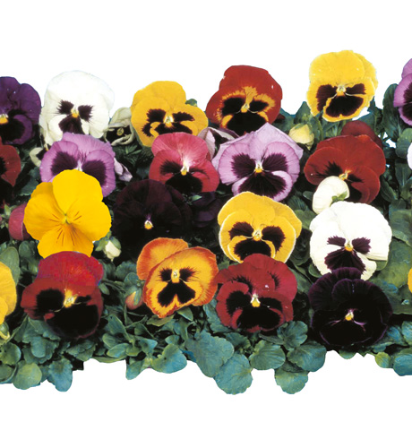 Pensées grandes fleurs chariot