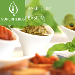Basilic pot 14