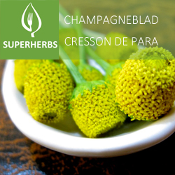 Cresson de Para pot 14