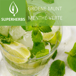 Menthe verte pot 14