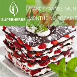 Menthe marocaine pot 14