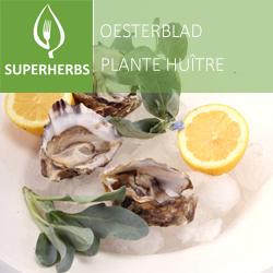 Plante huître pot 14