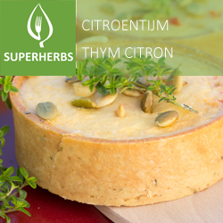 Thym citron pot 14