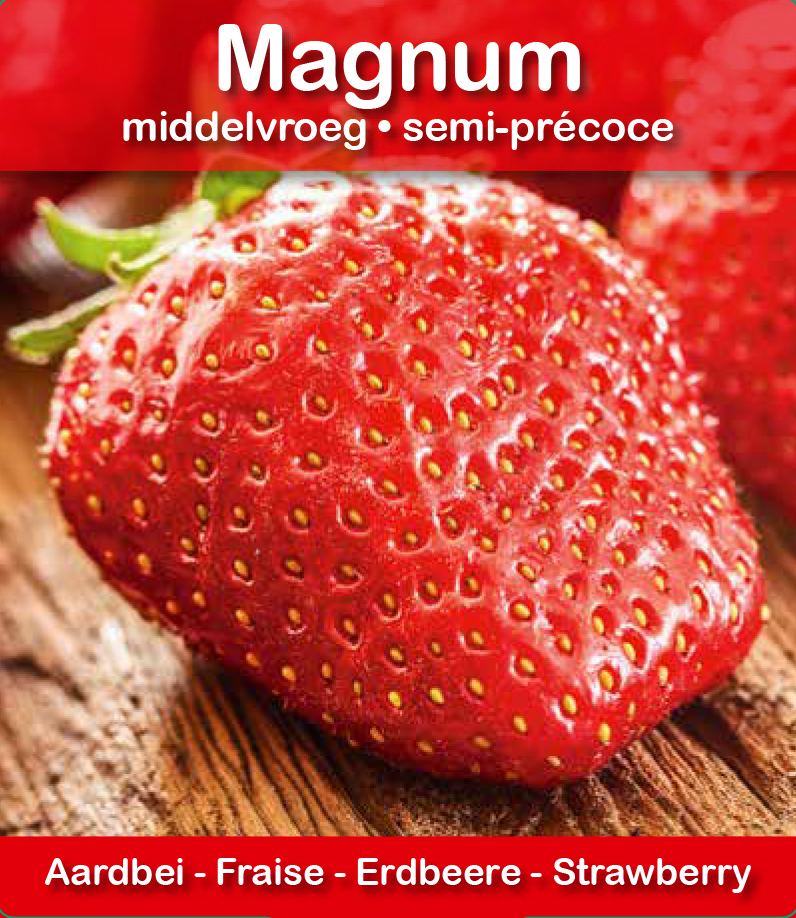 Fraise Magnum